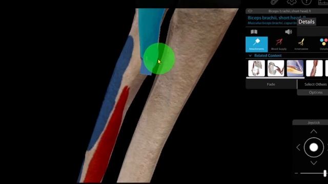Biceps Brachii muscle