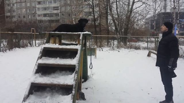 Дрессировка собак -лабрадор Ларс 5 мес