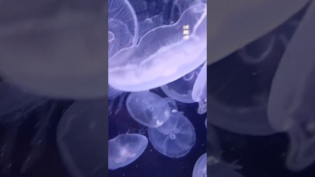 Медузы. Красиво.