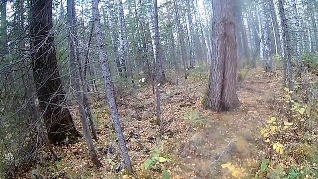 Осенние будни в тайге/Встреча с двумя лосями/Быками
