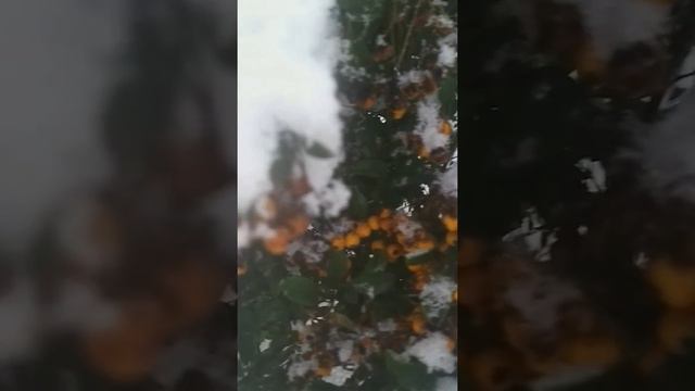 ВСЕМ ПОДПИСЧИКАМ ЖЕЛАЮ ВОТ ТАКОЙ СНЕЖНОЙ  ЗИМЫ !!!❤👍🏾❤👋🏻❤❄🌲❄