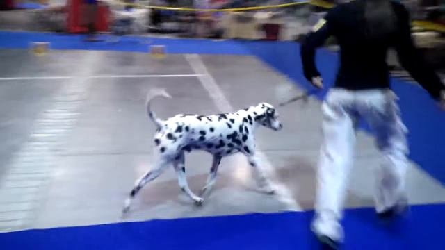 XXV. DOUBLE CACIB PRAGUE EXPO DOG LETŇANY 03.11. 2013 Falco Petrovický vítr