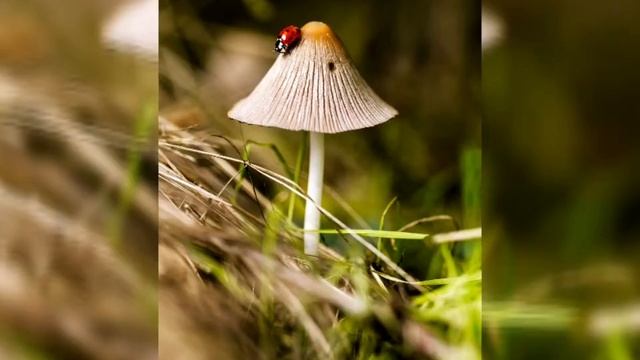 КРАСИВЫЕ КАРТИНКИ♡гриб