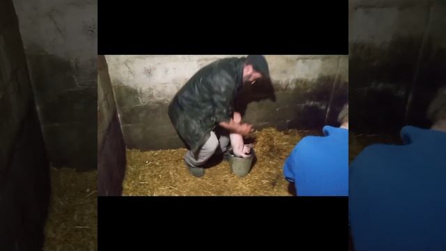 ЧЕСОТКА-САРКАПТОЗ подсосных поросят!!!