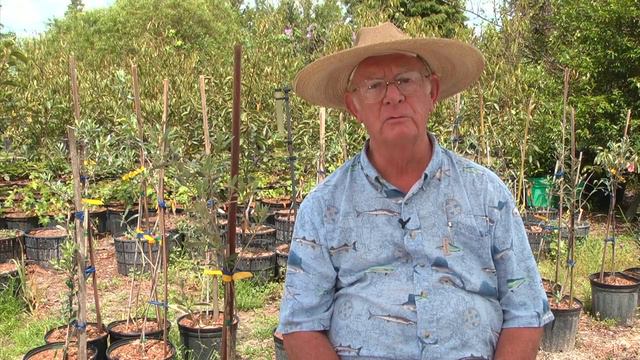 How to Grow Olive Trees