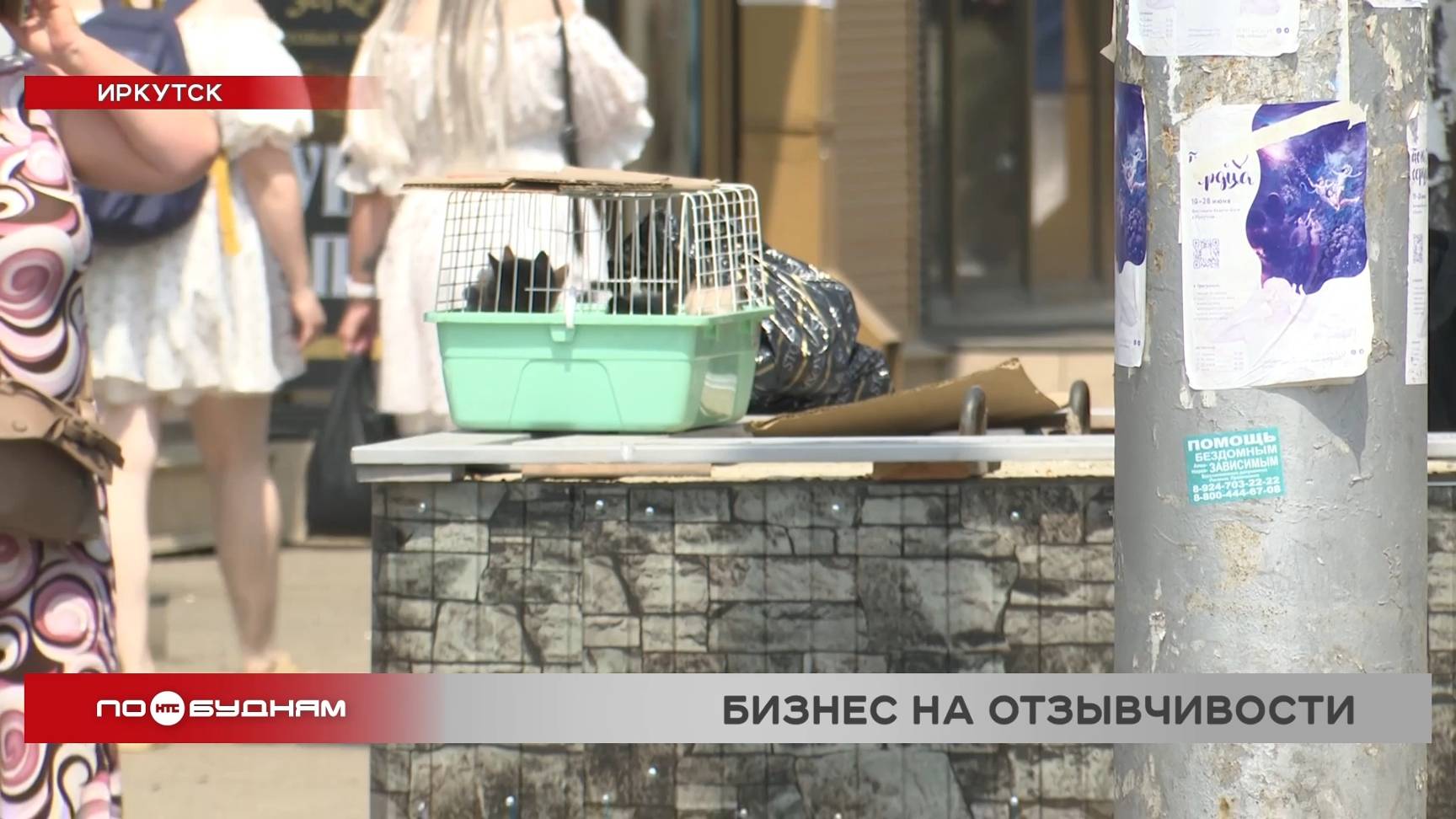 Привлечь к ответственности продавцов домашних животных на рынке Иркутска пытаются зоозащитники