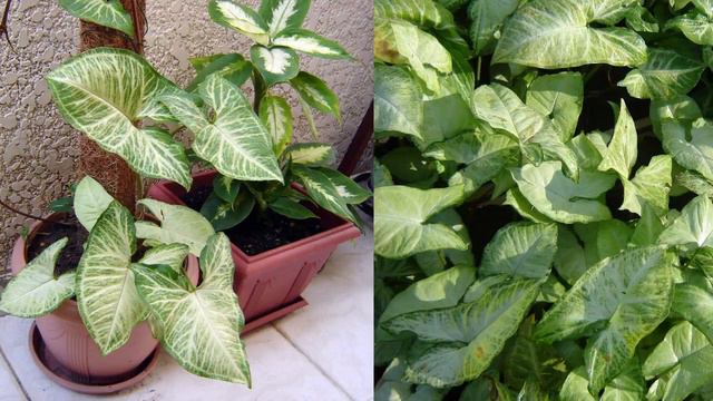 10 PLANTAS PARA DENTRO DE CASA + Minhas Comprinhas