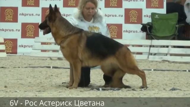 Рос Астериск Цветана описание гран при 2015