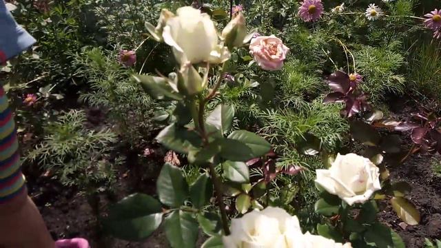 Наши розы, ягоды, фрукты- что растёт на огороде в Сибири?