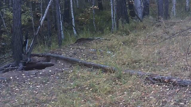 ЛЕСНЫЕ ОБИТАТЕЛИ, КОТОРЫЕ ПОСЕЩАЮТ СОЛОНЕЦ!   (Фотоловушка)