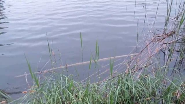 Саджу верби для укріплення берегів ставу