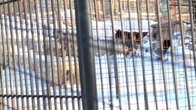 Мы ходили в зоосад.  Зимние впечатления.  Природа России.  Музыкальная зарисовка.