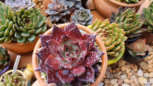Como Cultivar ECHEVERIA AGAVOIDES no TEMPO
