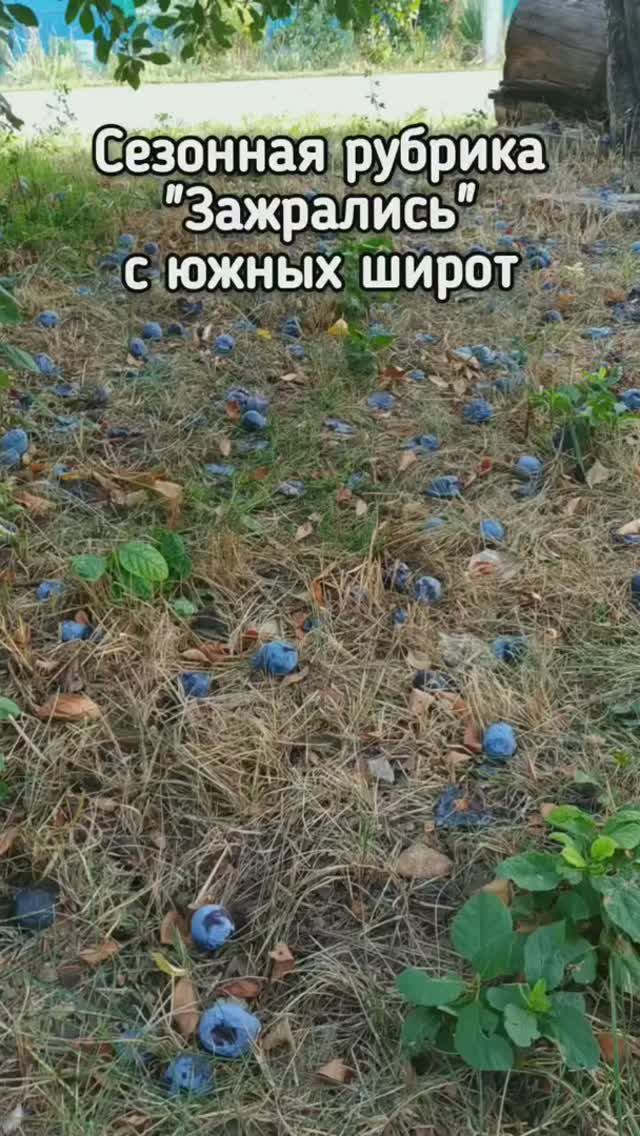Когда прожил 10 лет на юге и уже сливы не в почёте и не нужны. Прохожу мимо!