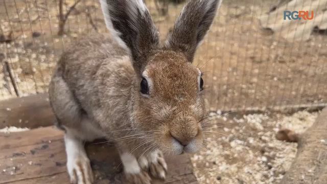 Ушастая история: как спасают зайцев в Домодедове