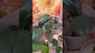 Стеллаж, малявки, 01.06.23 (ч.1)