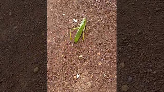 A Green Rainbow Grashopper - Nature Lovers   ViralHog