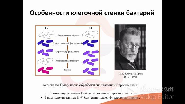 6. Особенности морфологии, классификации микроорганизмов