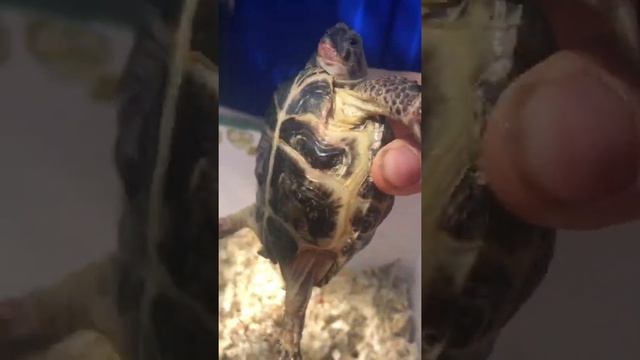 Кошки под камерой
