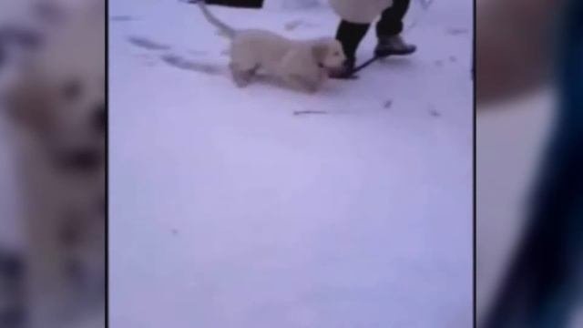 Ретриверу Вилли 2 месяца. Первая в его жизни прогулка