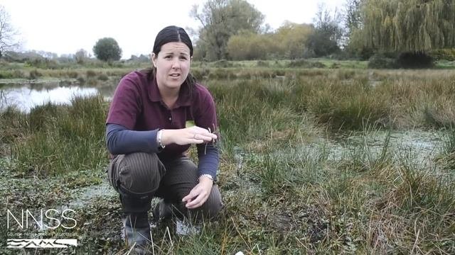 Creeping Water-primrose, Ludwigia Peploides At Breamore Marsh
