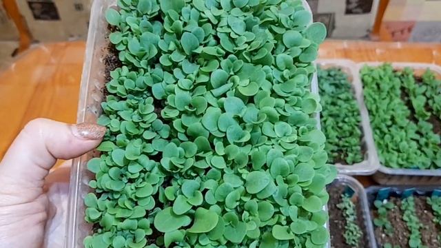 Кустовая петуния из своих семян .Что взошло.