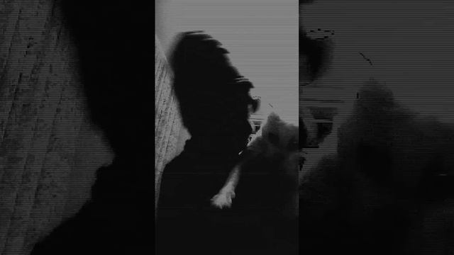 ослепились скибиди кота и теперь он за сторону нашу