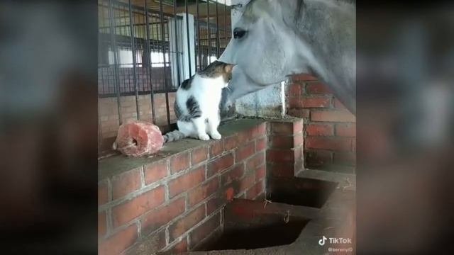 СМЕШНЫЕ ЖИВОТНЫЕ / КОТЫ СОБАКИ И ПРОЧИЕ / приколы с животными #8