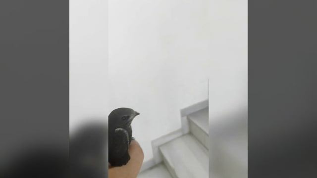 Спасение Ласточек И Стрижей