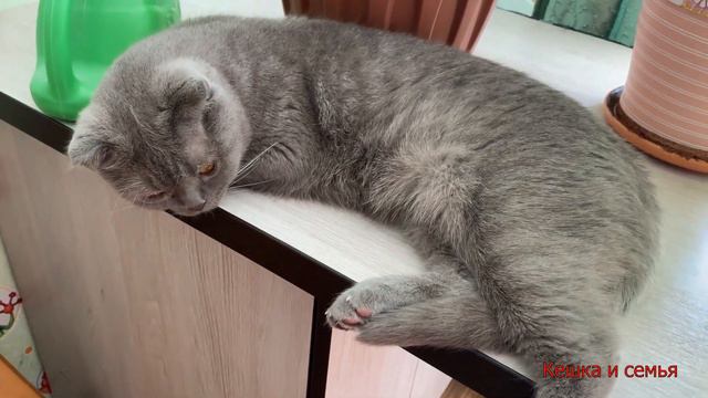 ЖАРА В ВОЛОГДЕ /МНЕ НЕ СТЫДНО/ СКОРО СЮРПРИЗ