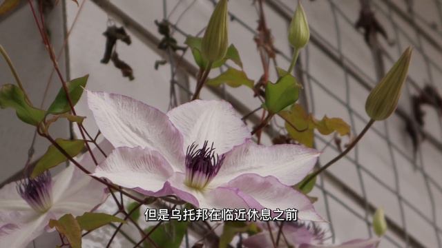 如果只能种一棵铁线莲我会选乌托邦Clematis Utopia 铁线莲当中的颜值担当 花量巨大 开花见花不见叶 初冬花量感人 非常容易种植 裂墙推荐 丨5DC