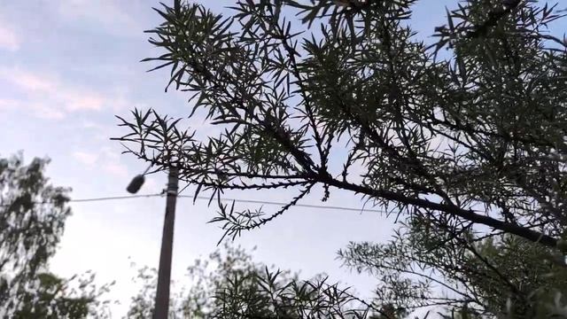 VID 20220709 214939 Там, в ночной завывающей стуже...1905 (А. Блок)...Павел Васильев Лахтинский