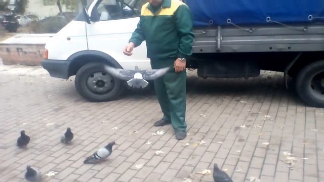 Ручные голуби на Русановке.