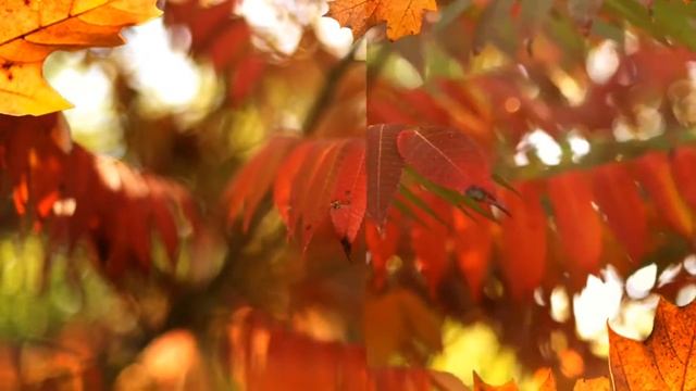 Autumn Dreams