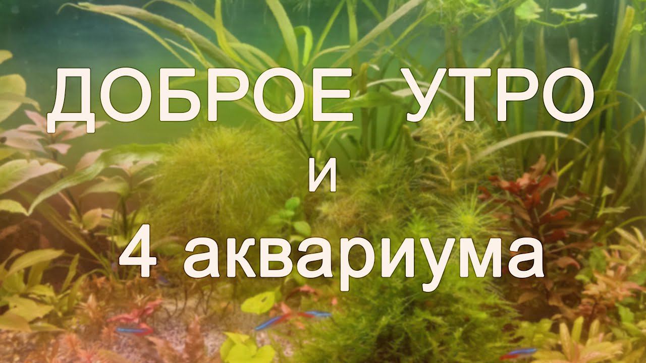 О том как проходит твое утро, когда у тебя 4 аквариума /  Влог. Кормим, подмениваем воду, рисуем фон