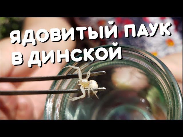 Динчанка нашла на своем участке ядовитого белого каракурта