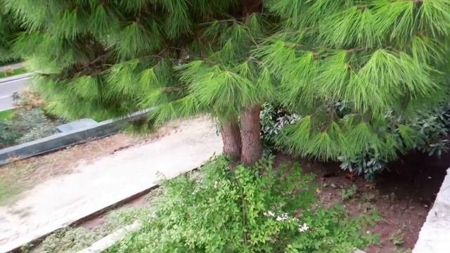 Крым.  Курорт Алушта.  Парадиз- самый красивейший парк на Чёрном море.  Часть 1