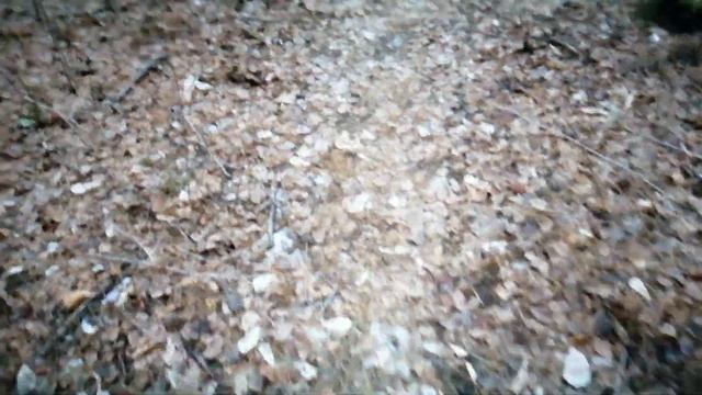 В осеннем лесу, заблудилась, кормушки для птиц и белок.