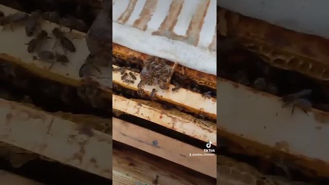 пасека в деревни.