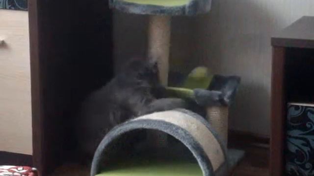 капелька валерьянки и кот обожает свою когтедралку