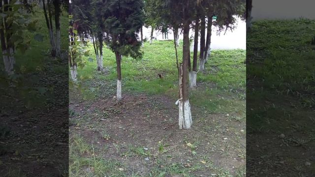 Белочка 20240828
