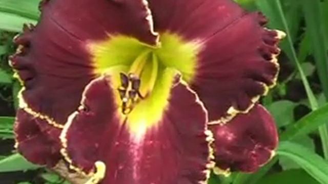 Лилейник daylily DARK PRINCE