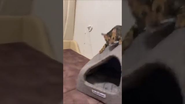 Смешные животные _ Восхитительные коты и собаки 2022 #1
