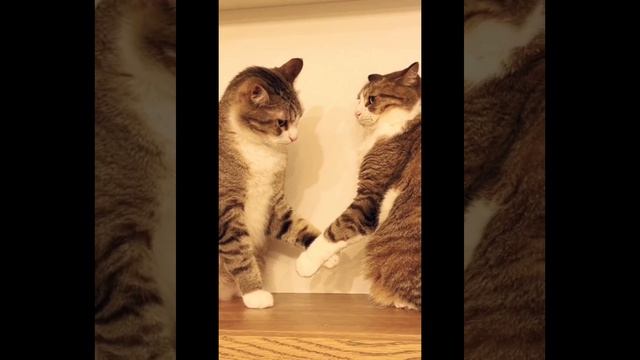 |Подборка приколов|нарезка приколов|смешные ролики|подборка| #4