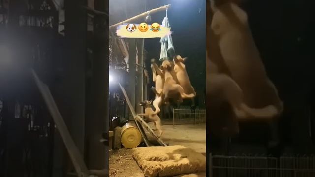 Атракцион