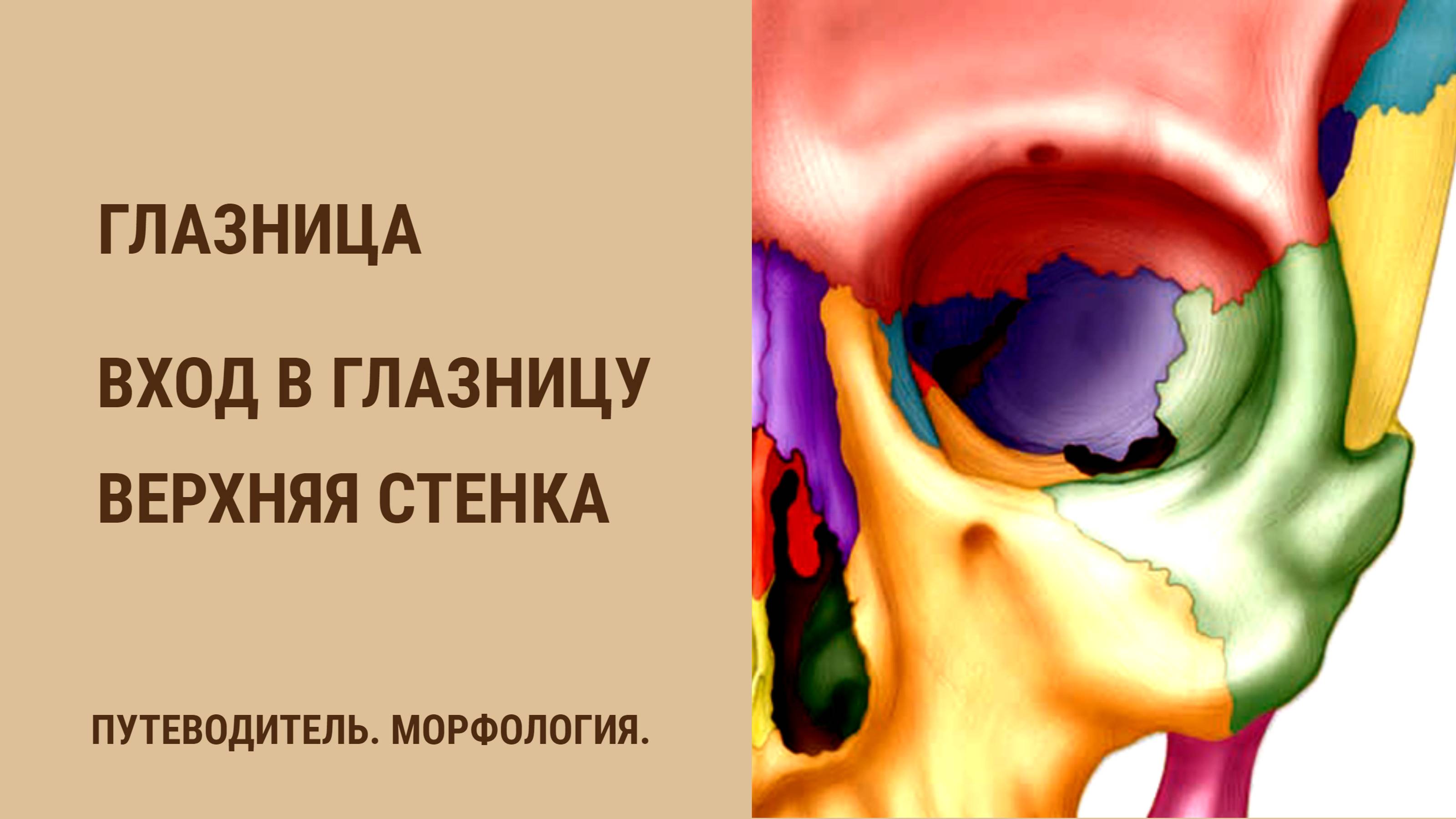 Глазница. Вход в глазницу. Верхняя стенка глазницы.