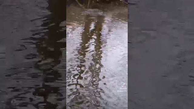 Рыбалка на маленькой речушке!
Хороший улов!