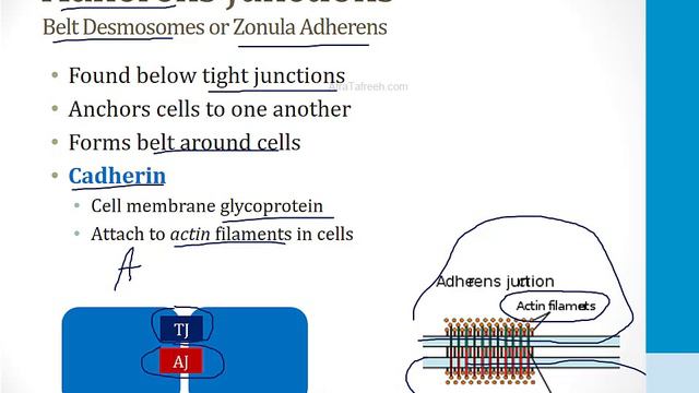 Dermatology - 1. General Topics - 2.Epithelial Cells atf
