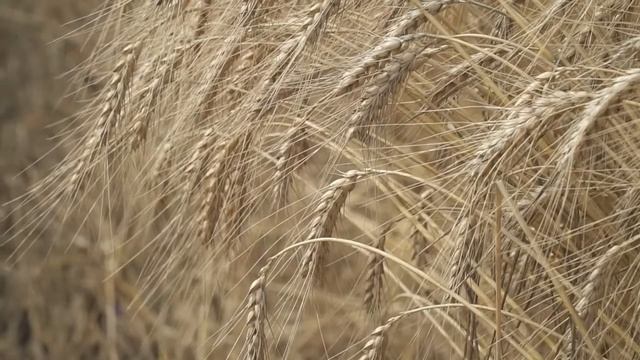 В Белгородском НОЦ прошел «День поля»