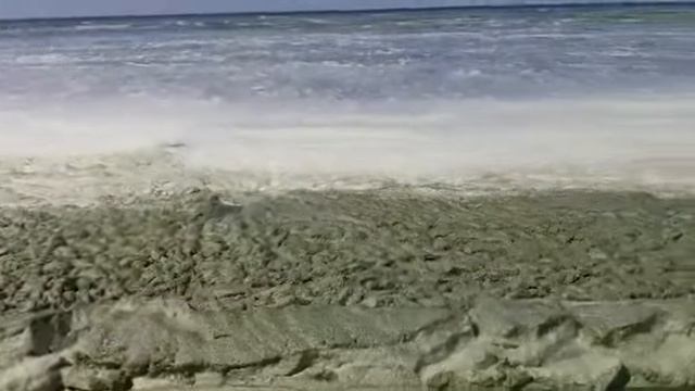 сине зеленые водоросли вецаки 2018